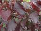 Preview: Cercis canadensis Ruby Falls®