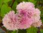 Preview: Rubus ulmifolius Bellidiflorus in Blüte