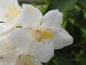 Preview: Blüte von Weigela Candida