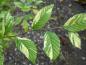 Preview: Laub von Carpinus betulus Variegata