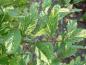 Preview: Carpinus betulus Variegata (Aufnahme aus Mitte August)