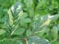 Preview: Carpinus betulus Variegata