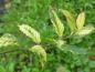 Preview: Triebspitze von Carpinus betulus Variegata