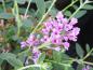 Preview: Violette Blüten des Hänge-Sommerflieders