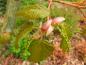 Preview: Rosaüberhauchter grüner Austrieb des Rotrindigen Ahorns Silver Cardinale