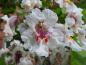 Preview: Gelbgerandeter Trompetenbaum, Catalpa bignonioides Variegata