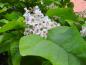 Preview: Gelbgerandeter Trompetenbaum, Catalpa bignonioides Variegata