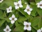 Preview: Cornus canadensis