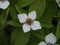 Preview: Cornus canadensis