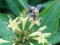 Preview: Diervilla sessilifolia Butterfly mit Besuch einer Biene