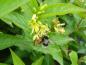 Preview: Gerne von Hummekn besucht: Die Blüte von Diervilla sessilifolia Butterfly