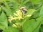 Preview: Buschgeißblatt Butterfly mit Blüte und Biene