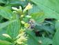 Preview: Diervilla sessilifolia Butterfly in spätsommerlicher Blüte