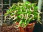 Preview: Itea virginica Little Henry als aparte Kübelpflanze