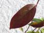 Preview: Itea virginica Little Henry mit Herbstlaub (Aufnahme aus Mitte Februar)