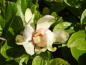 Preview: Calycanthus Venus, Trädgårdskryddbuske Venus, Hårig kryddbuske