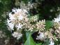Preview: Weißblühender Zierstrauch Abelia chinensis