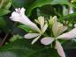 Preview: Abelia chinensis