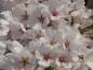 Preview: Weißblühende Zierkirsche - die Japanische Maienkirsche