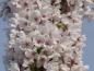 Preview: Die üppige weiße Blüte der Tokyo-Kirsche