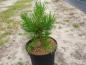 Preview: Pinus contorta