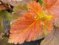 Preview: Physocarpus opulifolius Amber Jubilee