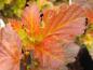 Preview: Feuerwerk an Farben, Physocarpus opulifolius Amber Jubilee ®