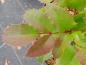 Preview: Mahonia aquifolium Apollo, Mahonia Apollo