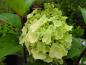 Preview: Hydrangea paniculata Magical Mont Blanc