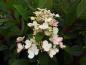 Preview: Vipphortensia Little Quick Fire, Hydrangea paniculata Little Quick Fire