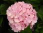 Preview: Storbladig hortensia Belle Seduction®, Hydrangea macrophylla Belle Seduction®