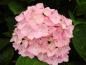 Preview: Großer rosa Blütenball der Bauernhortensie Belle Seduction