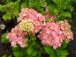 Preview: Storbladig hortensia Belle Seduction®, Hydrangea macrophylla Belle Seduction®