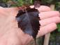 Preview: Dunkelroter Austrieb - Betula pendula Royal Frost