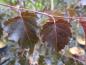 Preview: Betula pendula Royal Frost, Blutbirke Royal Frost
