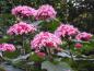Preview: Chinesischer Losstrauch - rosa Blüten