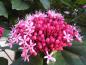 Preview: Clerodendrum bungei, Clerodendron bungei