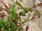 Preview: Kleine, feingezahnte Blätter der Zierquitte Orange Trail
