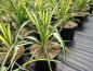 Preview: Yucca filamentosa Gold Heart