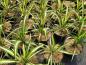 Preview: Yucca filamentosa Gold Heart