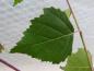 Preview: Grünes Laub der Hängebirke, Betula pendula Tristis