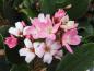 Preview: Rhaphiolepis umbellata Springtime, Rhaphiolepis indica Springtime