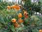 Preview: Taxus baccata Fructo-Lutea - Nadelbaum mit orangenen Früchten
