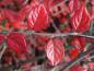 Preview: Cotoneaster dielsianus in Herbstfärbung