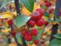 Preview: Cotoneaster dielsianus mit Früchten