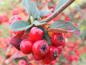 Preview: Cotoneaster dielsianus - Nahaufname der roten Früchte