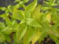 Preview: Der Zierstrauch Abelia Blattgold, Aufnahme aus dem Februar