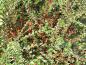 Preview: Cotoneaster divaricatus