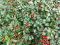 Preview: Cotoneaster divaricatus mit Früchten
