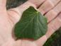 Preview: Tilia cordata Green Globe, Kugellinde